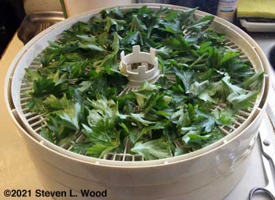 Dehydrator tray filled with parsley leaves
