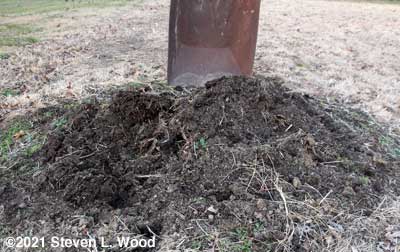 Compost remaining in our old compost pile
