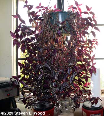 Wandering Jew plant before trimming