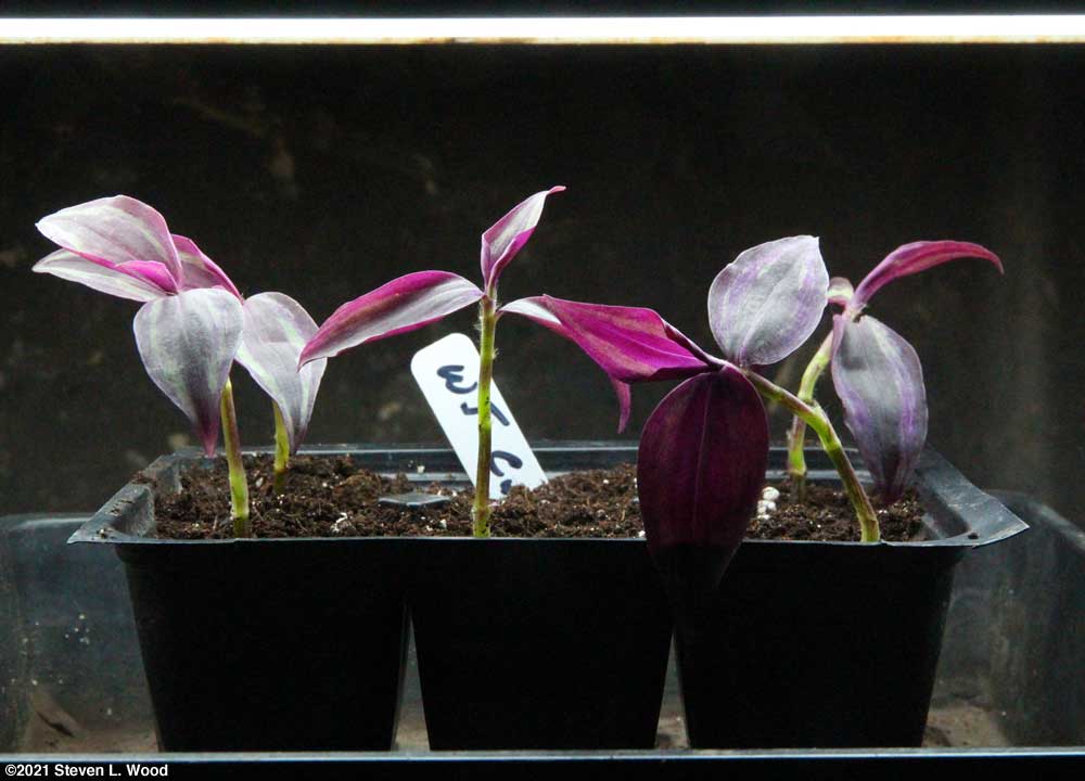 Wandering Jew cuttings potted and under plant lights