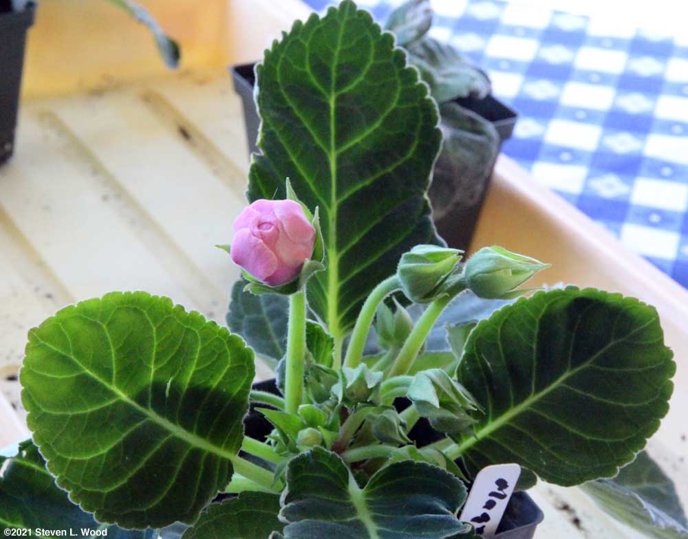 Gloxinia from leaf cutting getting ready to bloom