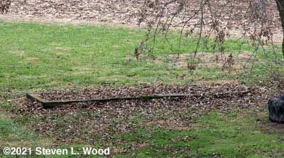 Raised asparagus bed with stalks removed