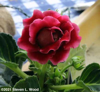 Magenta bloom on gloxinia from leaf cutting
