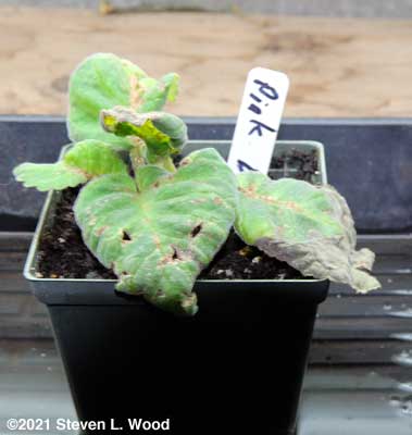 A very sick gloxinia