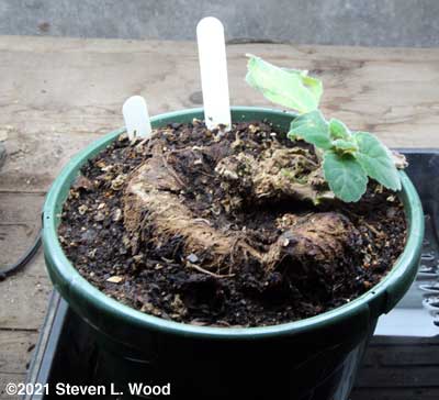 Huge gloxinia corm