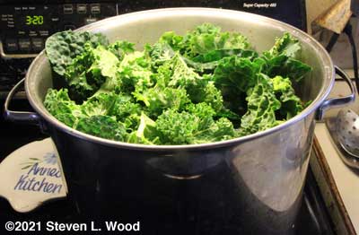 Kale in pot