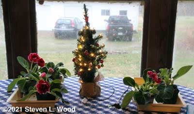 Gloxinias in bloom around our Christmas tree