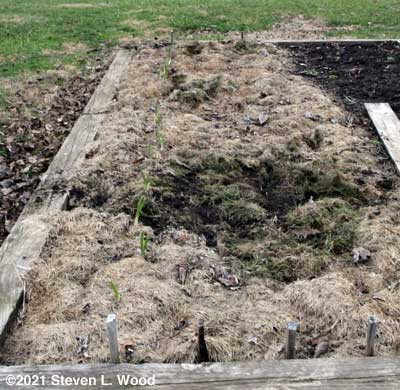 Dog damage to garlic area