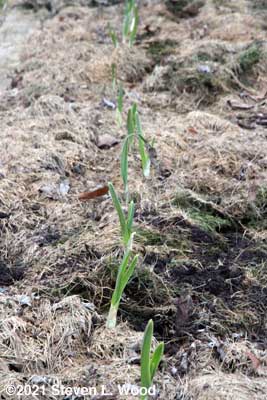 Elephant garlic up on December 30
