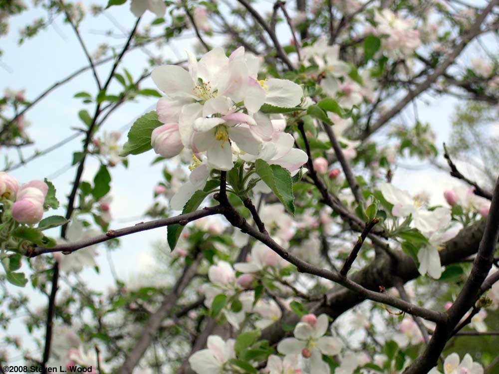 Apple Blossoms