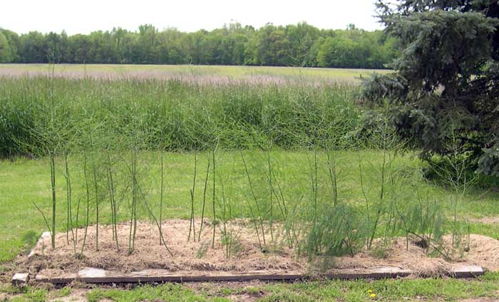 Asparagus