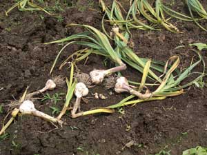 dug garlic