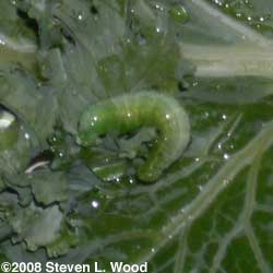 small white caterpillar