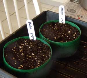 Starting moira tomato