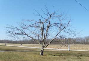 Pruned apple tree