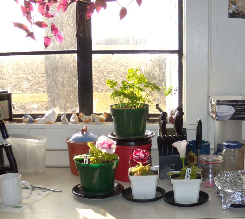 Gloxinias in the kitchen