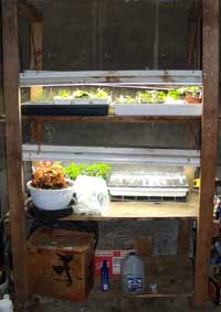 Plant rack