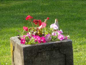 Female red-bellied woodpecker