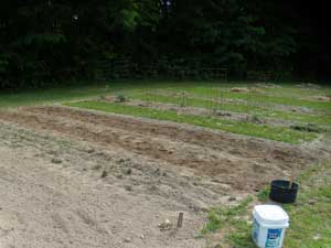 Planting potatoes