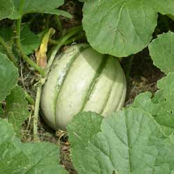Roadside Hybrid