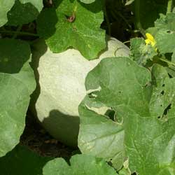 Athena melon