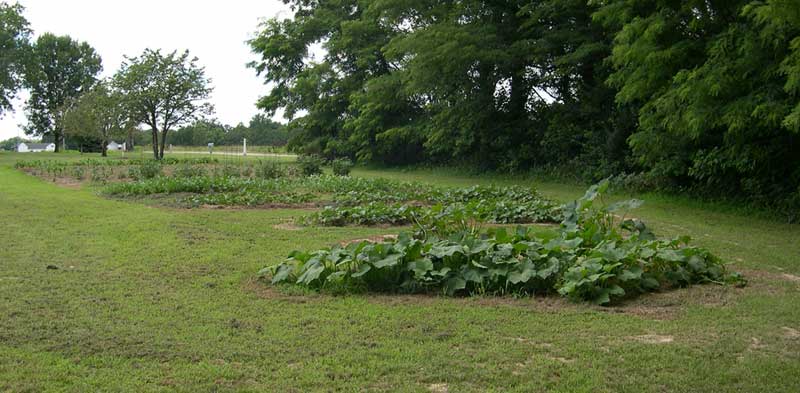 East Garden (looking northwest)