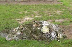 Compost pile