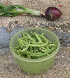 Beans and red zeppelin onion