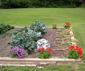 Color in the vegetable garden