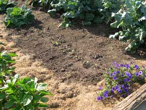 Green beans emerging