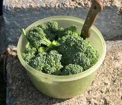 Broccoli