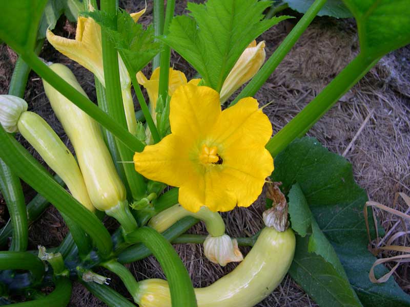 Yellow squash