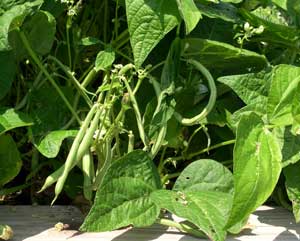 Strike green beans