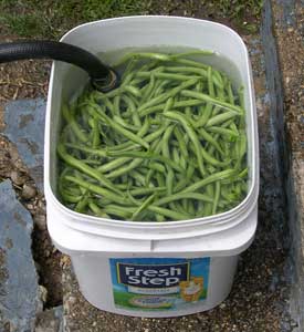 Washing beans