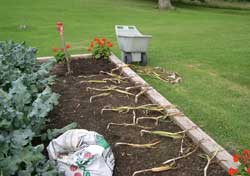 Digging garlic