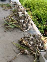 Garlic drying