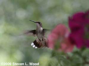 Hummingbird