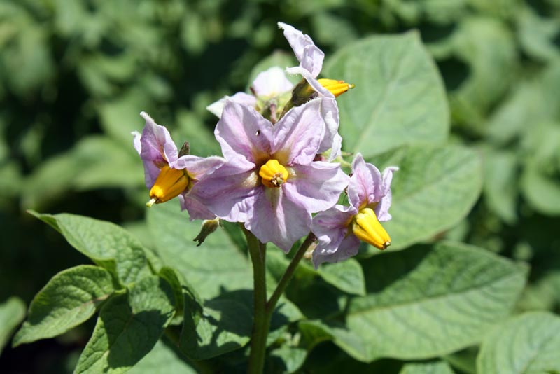 Potato bloom