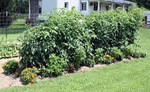 Tomatoes and marigolds