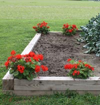 Geraniums in soft bed