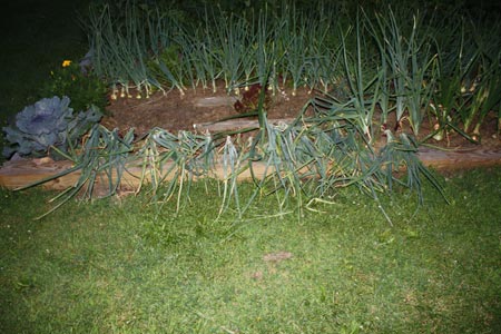 Onions at Night