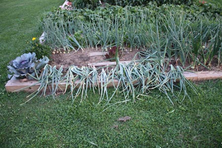 Onions at night existing light