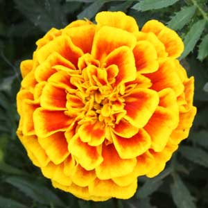 Marigold and bee