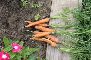 Baby Sweet carrots