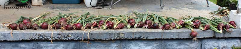 Red Zeppelin onions drying
