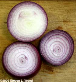 Red Zeppelin onion