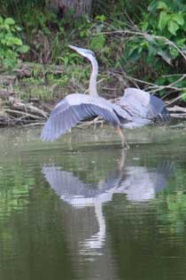 Great Blue Heron