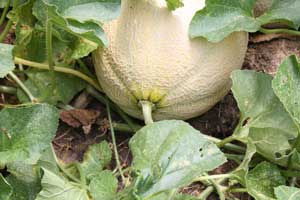 Athena melon (cantaloupe)