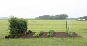 Tomatoes, beans, kale, and peas