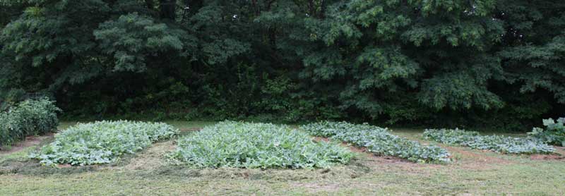 Melon patch